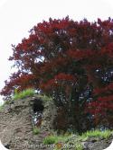 12378 Abergavenny castle red tree.jpg