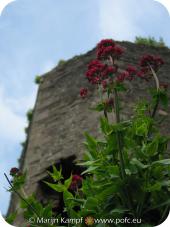 12383 Abergavenny castle.jpg