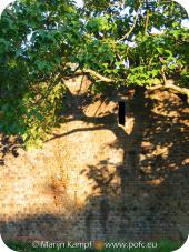 1592 Tree Cardiff Castle.jpg