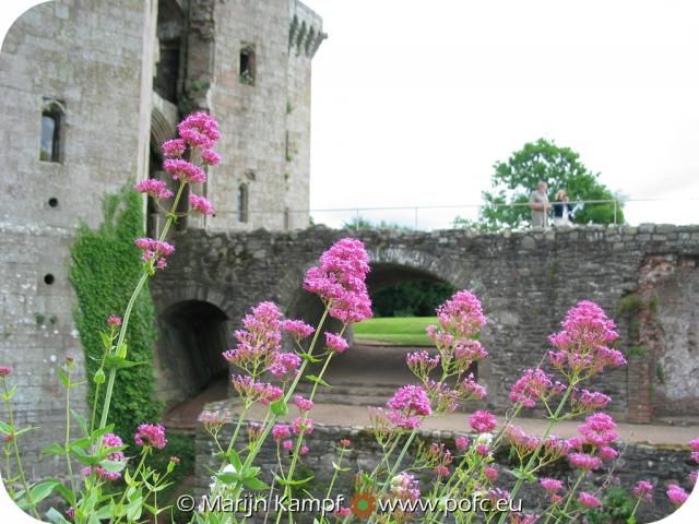 8514 Purple flowers Gatehouse and bridge.jpg