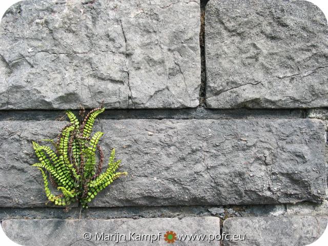 3401 Fern On Wall.jpg