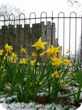 7154 Narcisses Cardiff Castle Gate.jpg