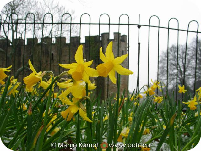 7152 Narcisses Cardiff Castle Gate.jpg