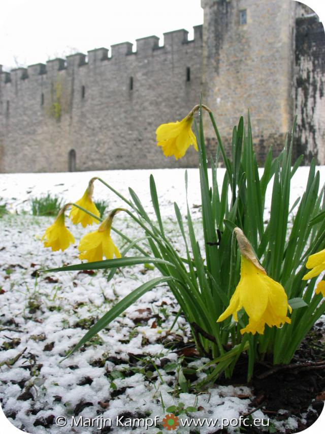 7161 Narcisses Snow Cardiff Castle.jpg